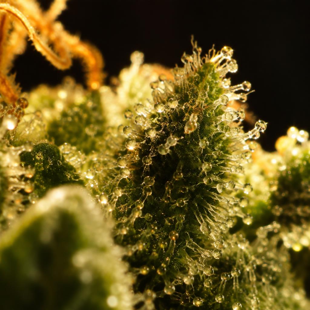 Fleurs — Trichomes, de près, Maison du cannabis